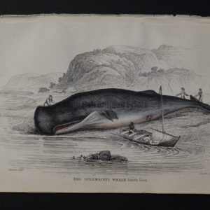 Lizar Whales Spermaceti Whale Pl 8. Engraving depicts the whaleboat has successfully beached the subject.
