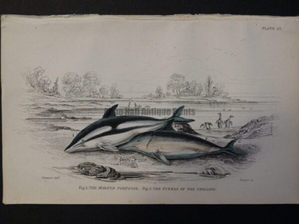 Lizar Whales Striped Porpoise Pl 22