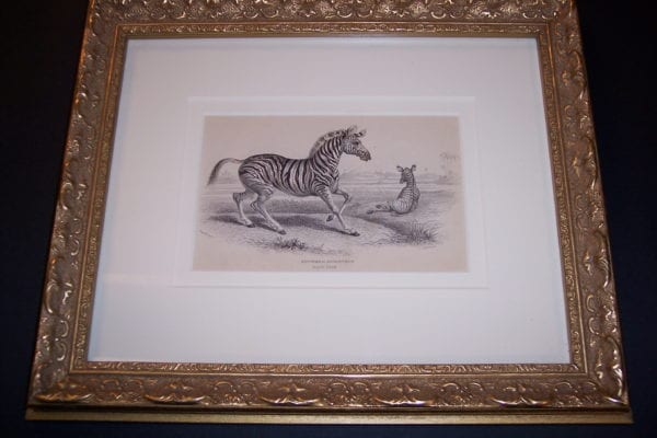 Lizar Zebra framed. William Lizars. Hand colored copper plate engraving. 1840-1860, Scotland.