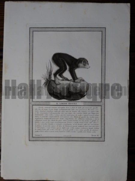 Rare Italian Black and White copper plate engraving or Loride Gracile with no tail, by Jacobs. 1810.