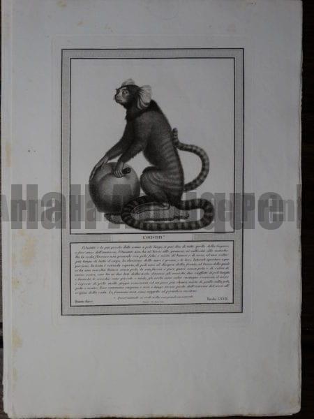 Rare Italian Black and White copper plate engraving of L'ouistiti, or ring tailed lemur, by Jacobs. 1810.