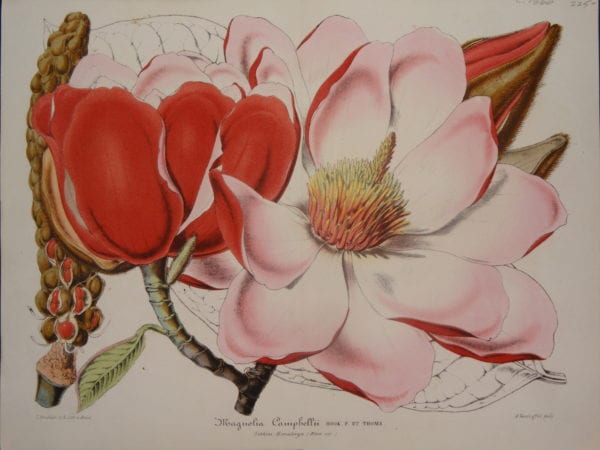 Magnolia Campbellii by Verschaffelt, $225.