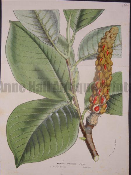 Magnolia Campbellii Pod by Van Houtteano, $150.