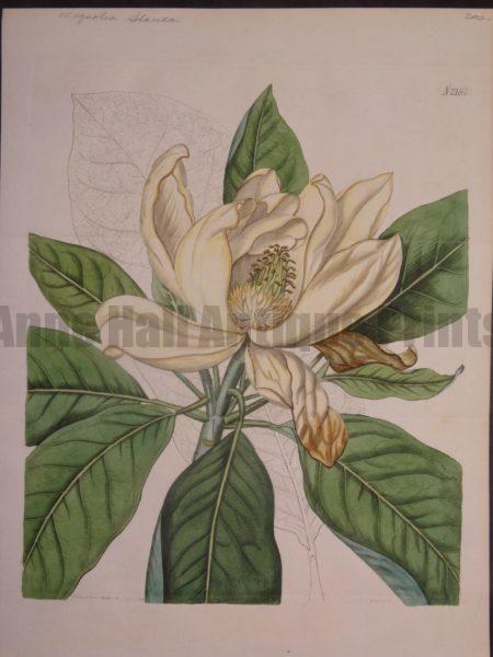 Magnolia Glauca by Curtis $200.