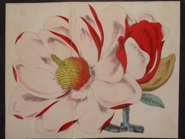 Magnolia Untitled, $75.