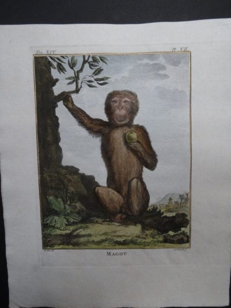 Magot Monkey