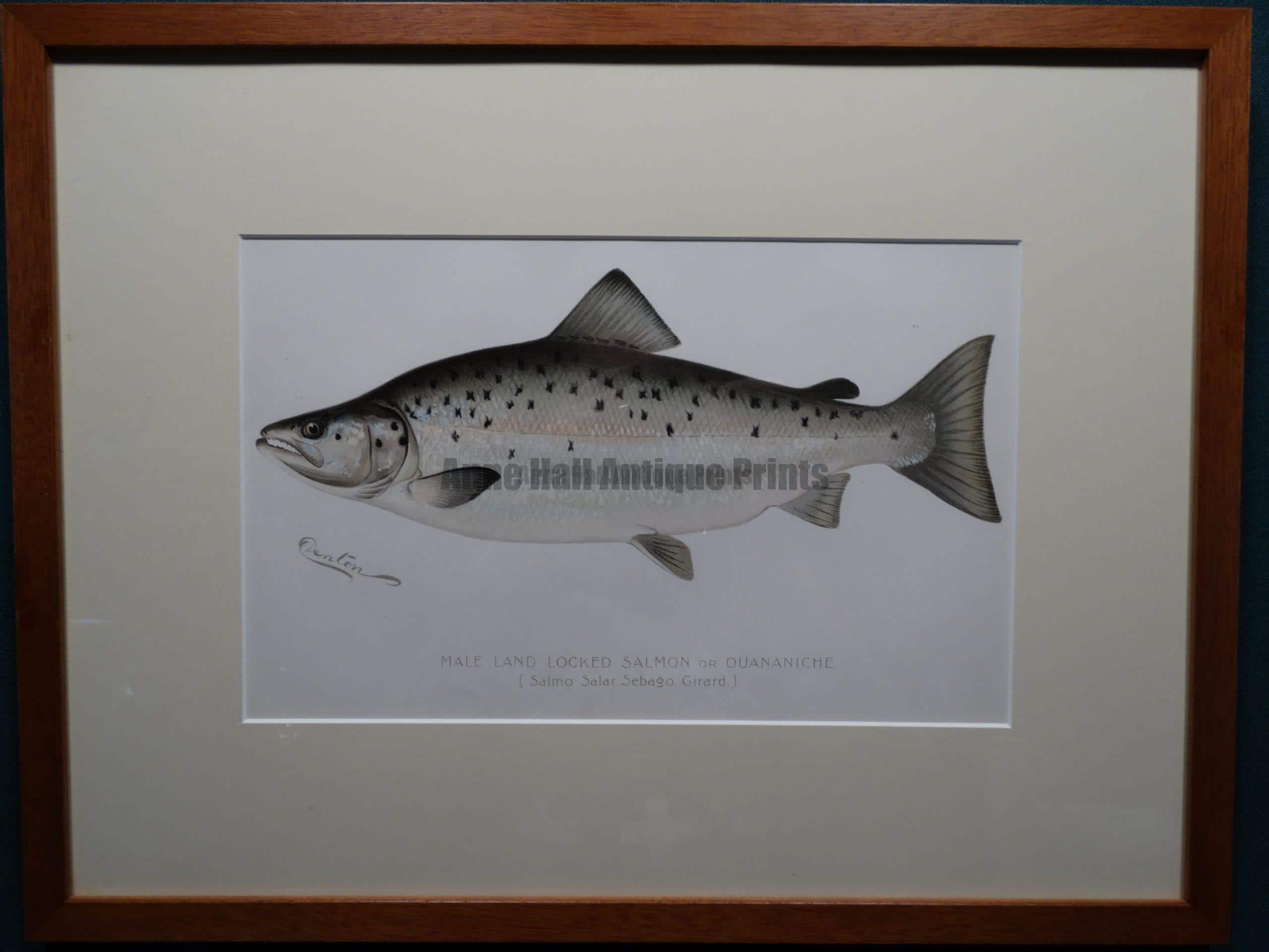 Salmon Fishing Print 24 x 18 Details about   Beautiful Mint 1991 Pennsylvania Trout 
