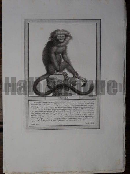 Rare Italian Black and White copper plate engraving, by Jacobs. 1810, Marikina.