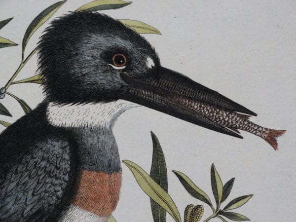 Look at our Mark Catesby Birds Antique Engravings. Shop and buy from our in -depth collection: Catesbys. Engravings nearly 250 years old. At Anne Hall Antique Prints we LOVE Ornithology.