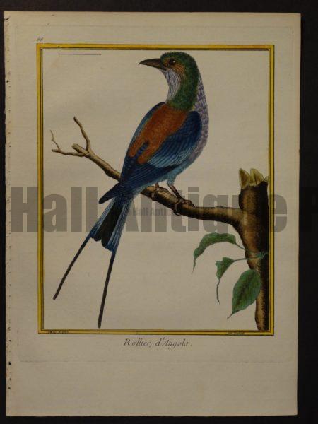 Martinet birds oiseaux engravings.  Martinet 88, Rollier d'Angola  Forktailed Roller  