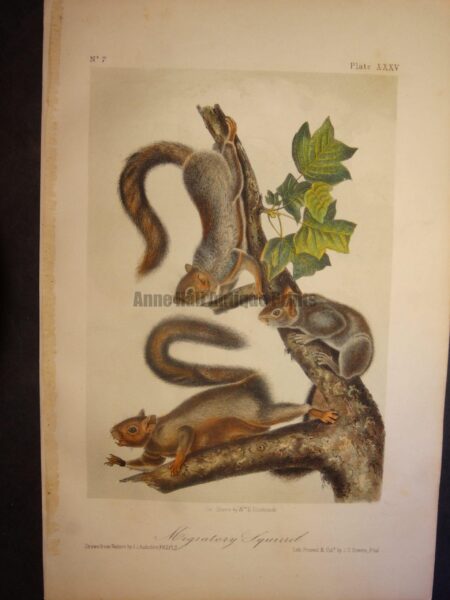 Migratory Squirrel. Lockwood edition, original antique lithograph, c.1870, John James Audubon, North American animal.
