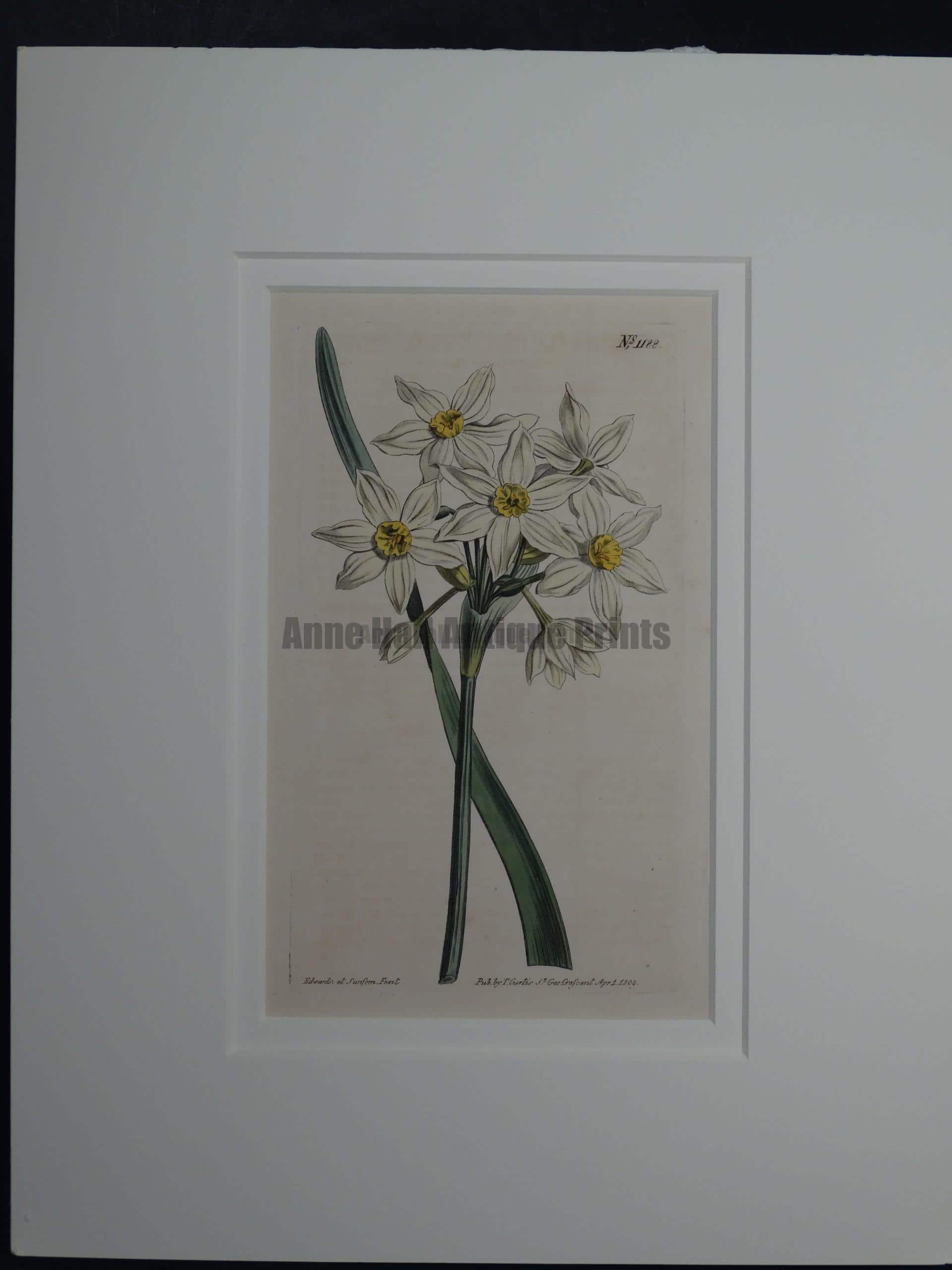 approximately 200 year old watercolor engraving of narcissus plate 1188.