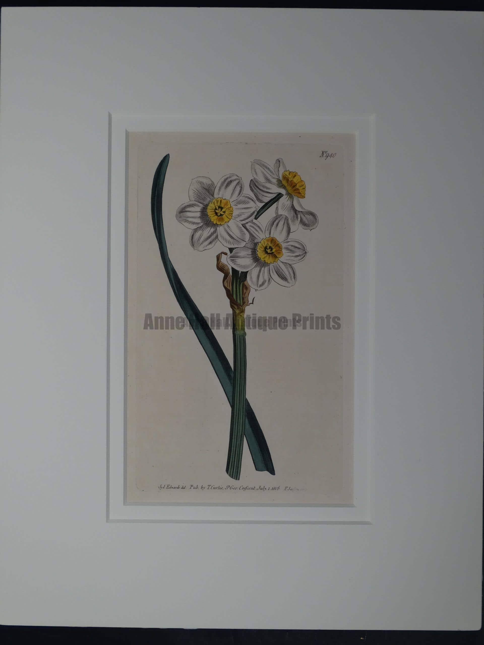 approximately 200 year old watercolor engraving of Narcissus by Curtis, #940