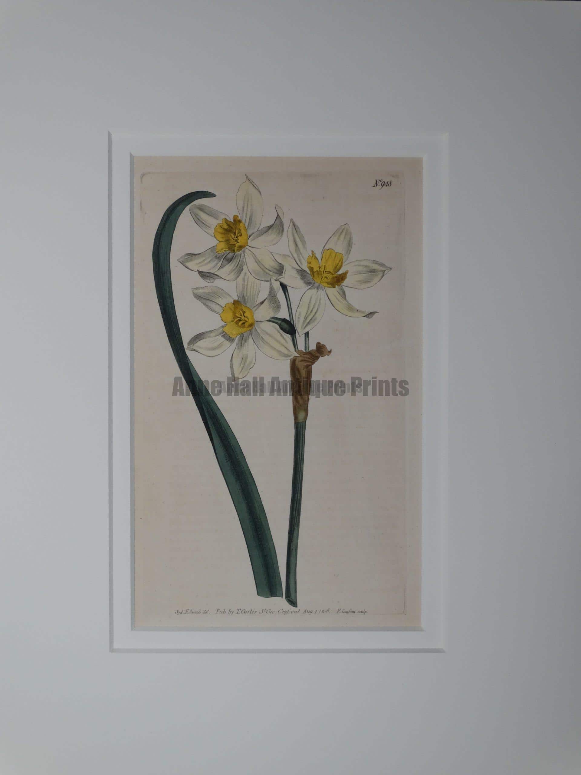 approximately 200 year old watercolor engraving of Narcissus by Curtis, #948