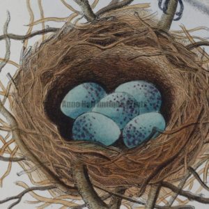 Oology Nests Eggs