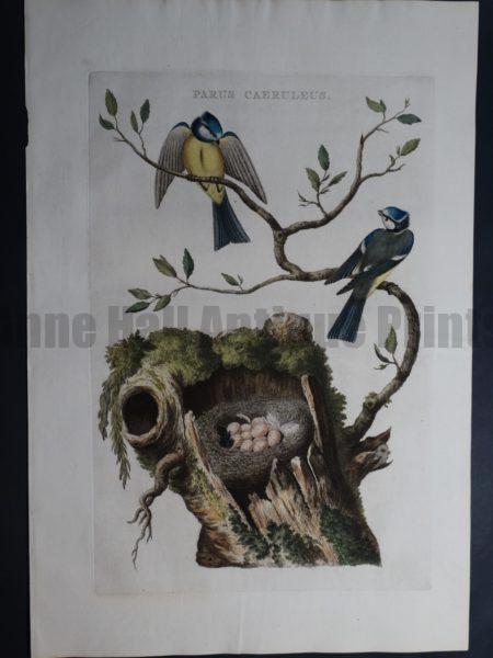 Nests Eggs Nozeman Parus Caeruleus. Rare 18th Century Hand Colored Copper Plate Engraving on Hand Made Rag Paper.