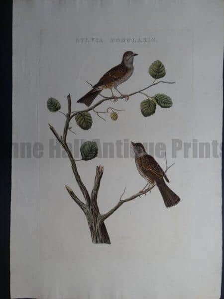 Nozeman Sylvia Modularis. Rare 18th Century Hand Colored Copper Plate Engraving on Hand Made Rag Paper.