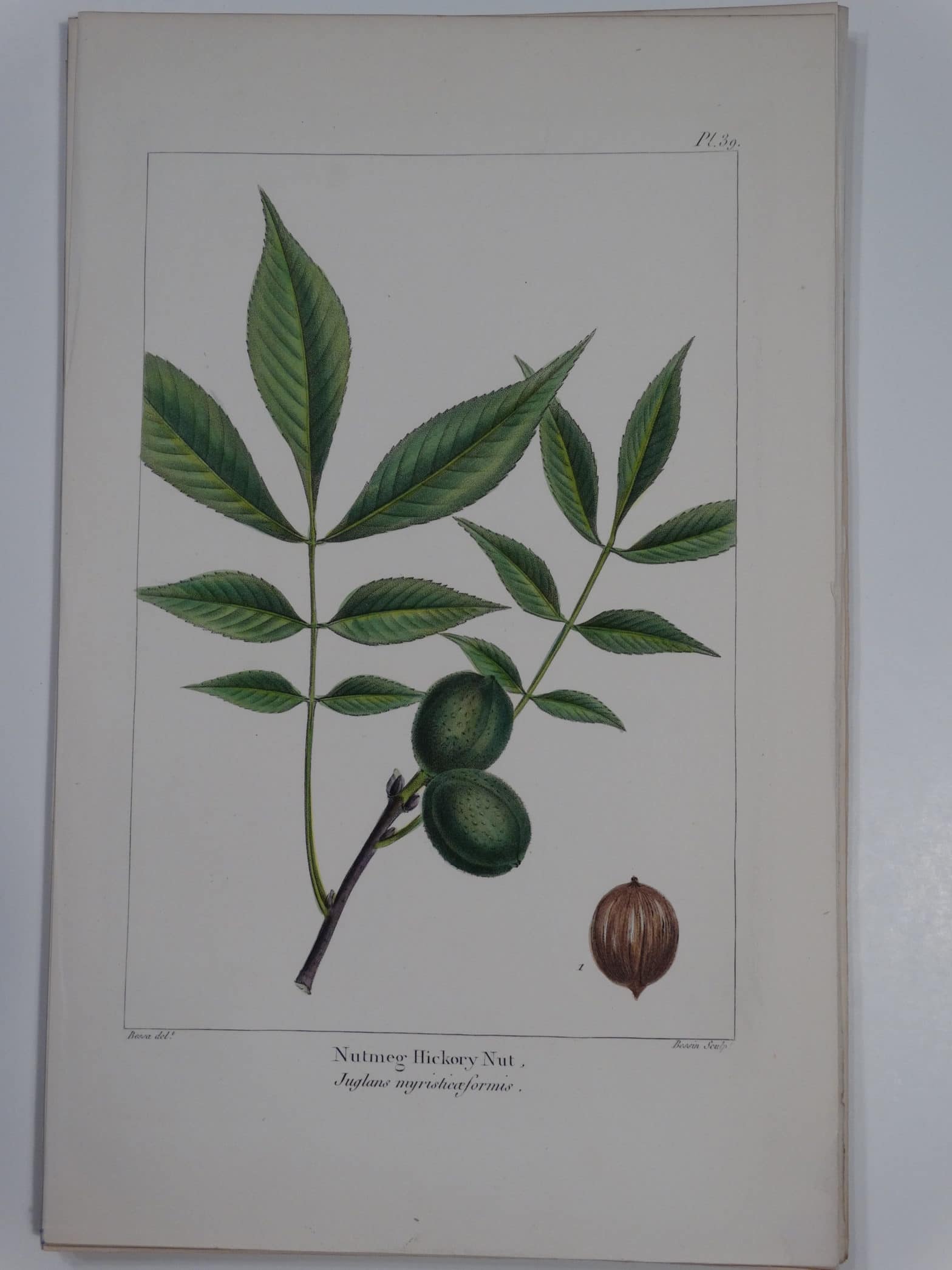 Nutmeg Hickory Nut Antique Lithographs & Engravings