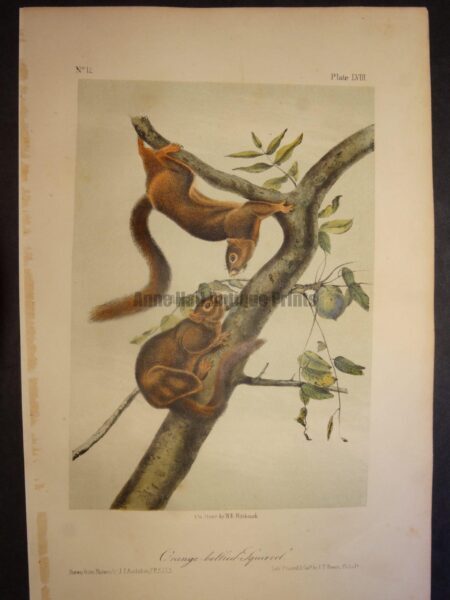 Orange Bellied Squirrel. Lockwood edition, original antique lithograph, c.1870, John James Audubon, North American animal.