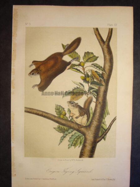 Oregon Flying Squirrel. Lockwood edition, original antique lithograph, c.1870, John James Audubon, North American animal.