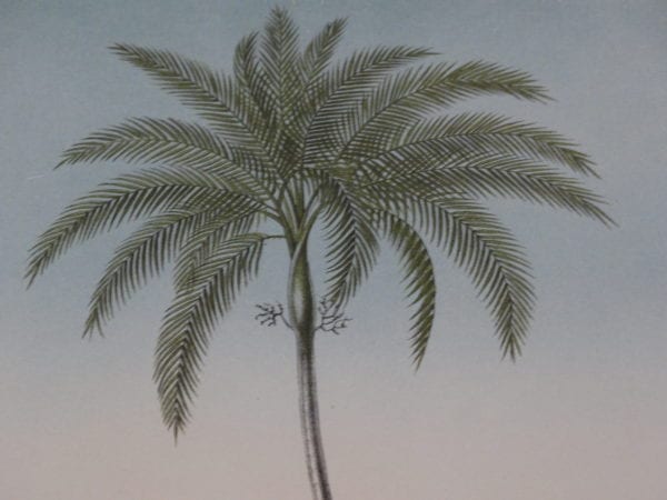 tropical palm trees