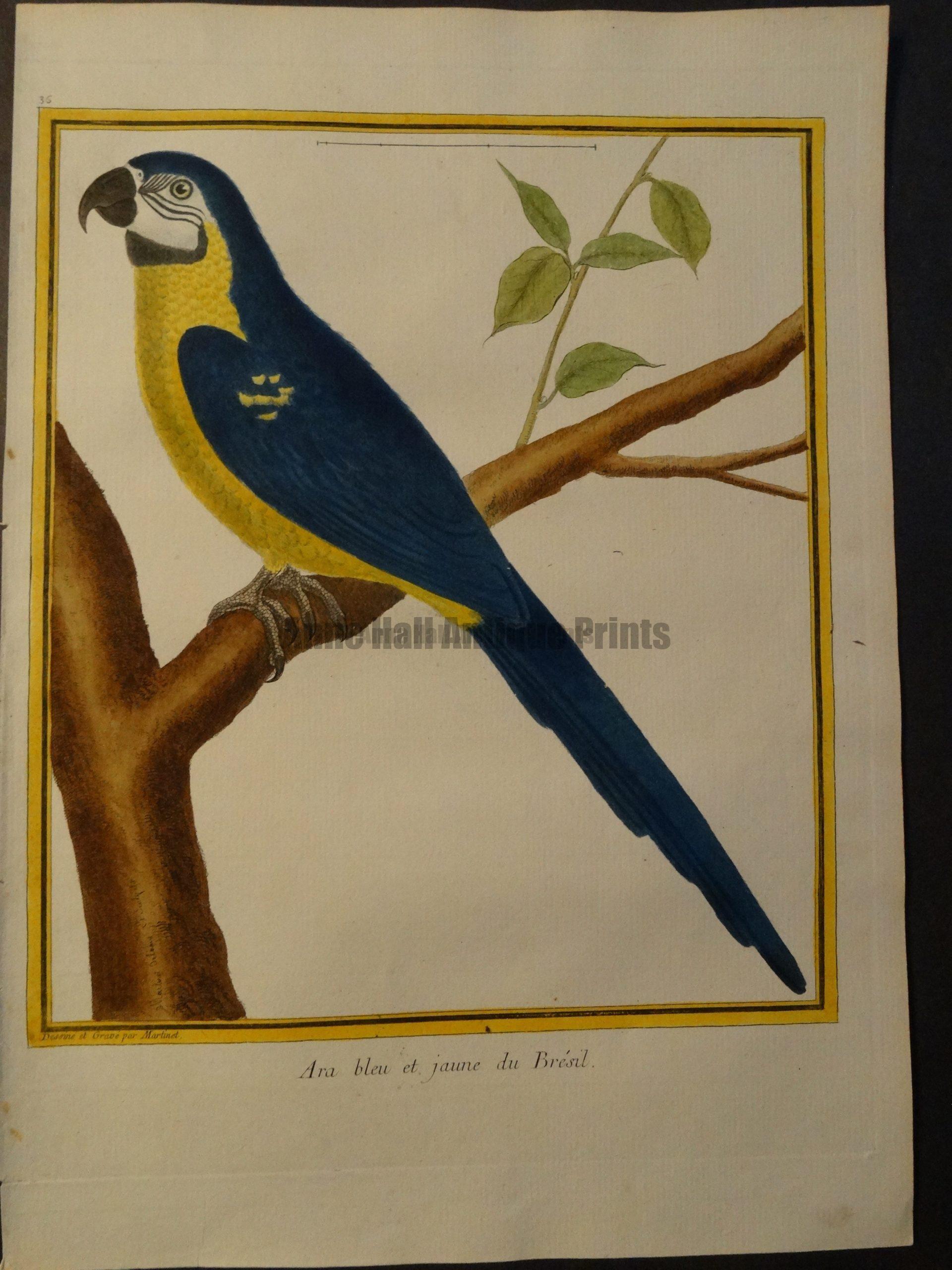 Parrot Martinet Ara Bleu et Jaune 35