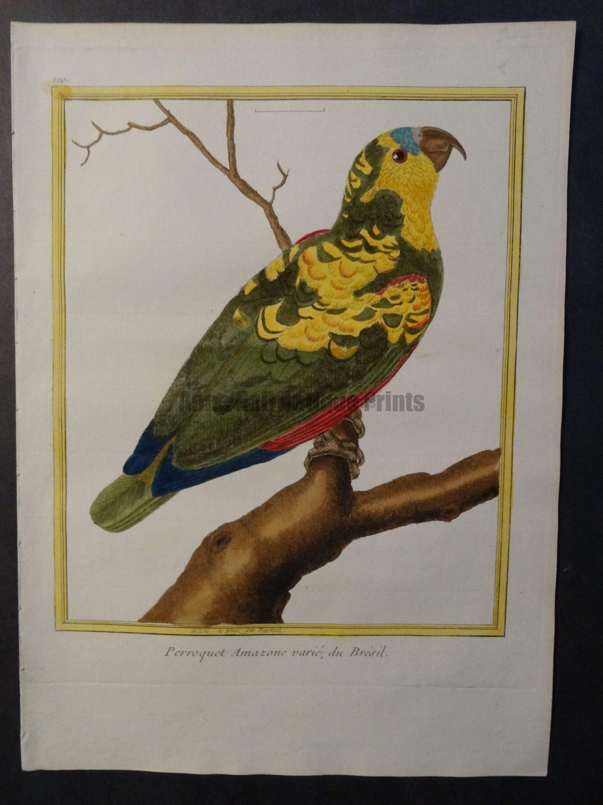 Parrot Martinet Perroquet Amazon