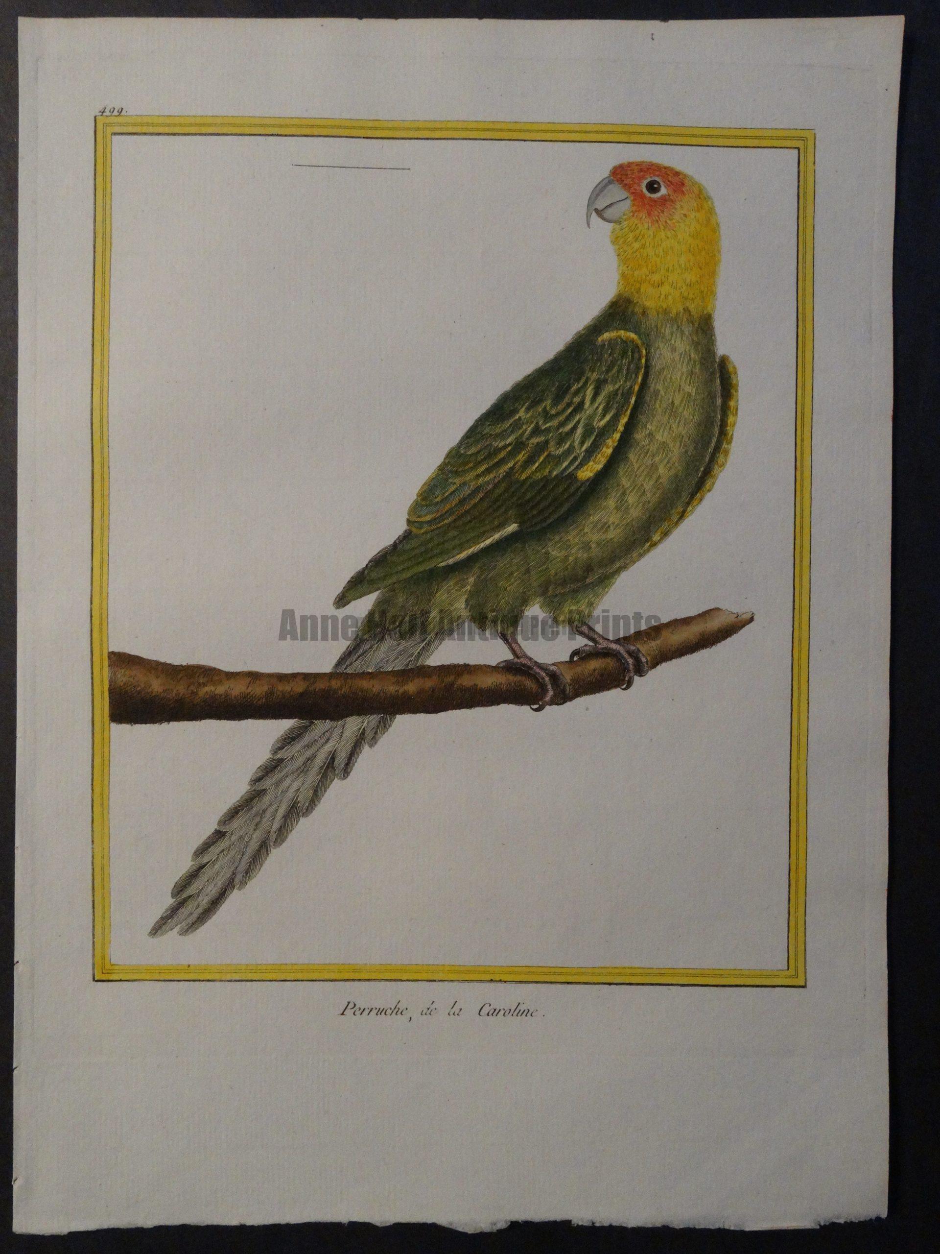 Parrot Martinet Perruche de la Caroline 499