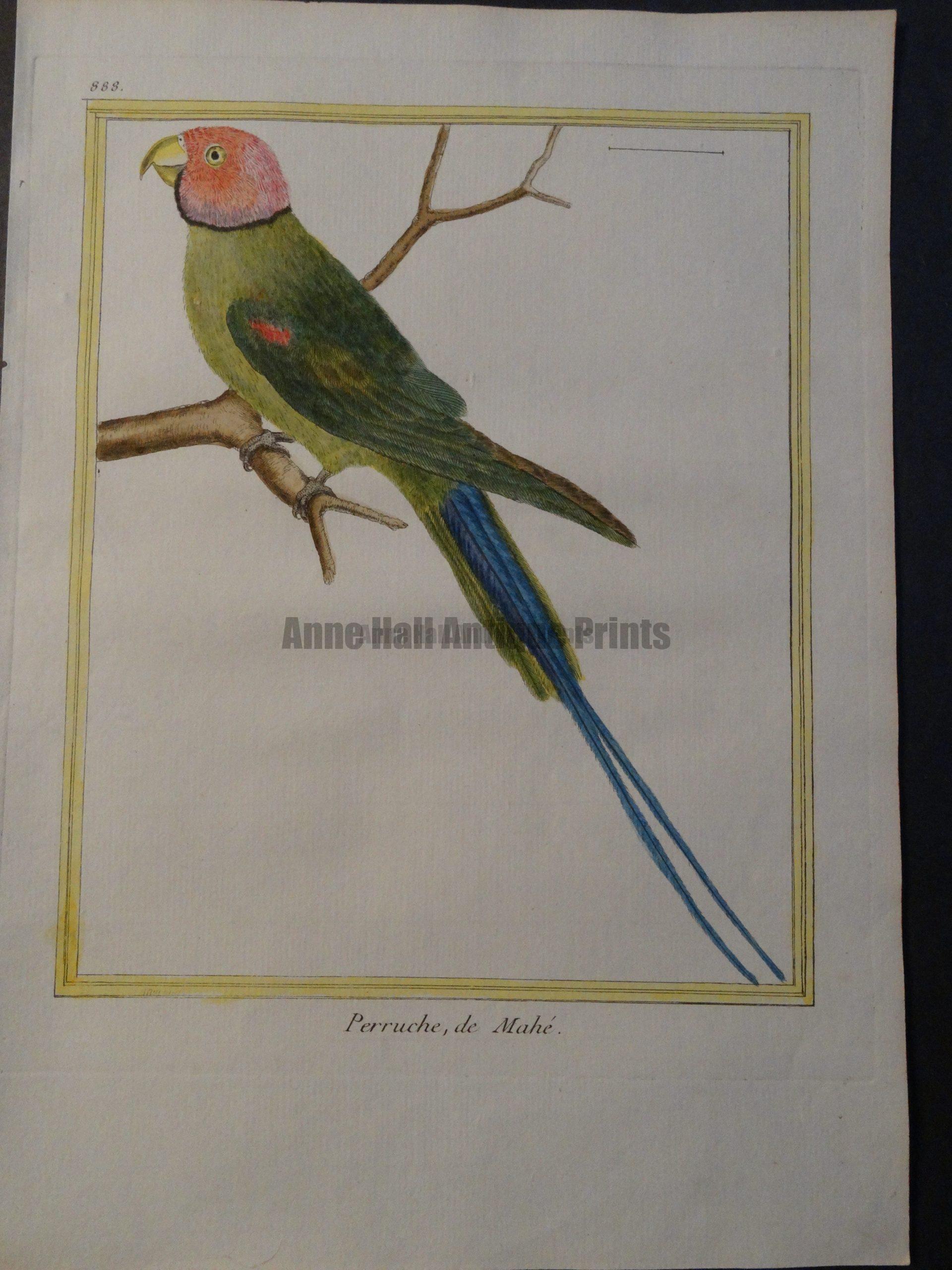 Parrot Martinet Perruche du Mahe Plate 888