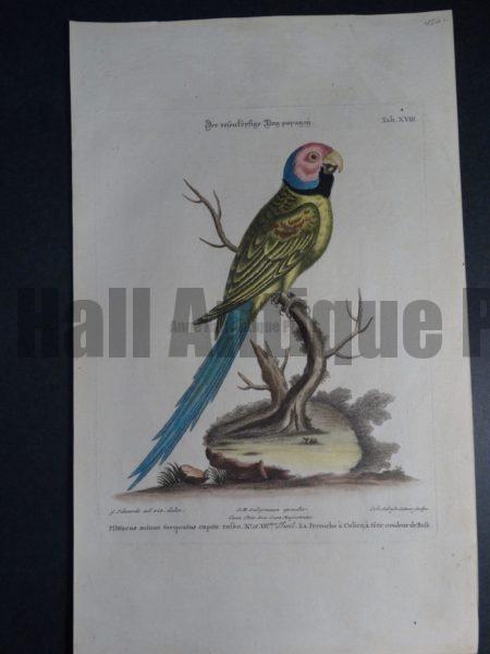 Pfittacus minor torquatus capite rofeo or  La Perruche a coliere a tete couleur de Rofe.  The red faced turquoise parrot.  