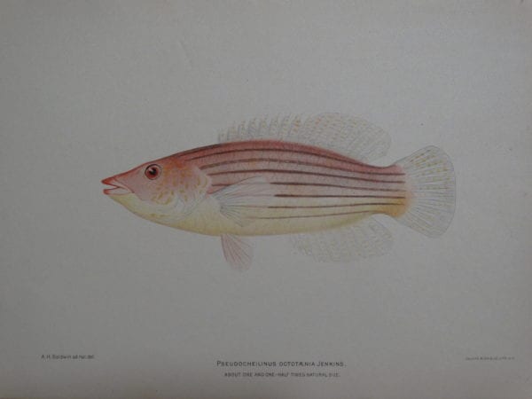 Psuedocheilinus Octotaenia Jenkins, 1903. $60.