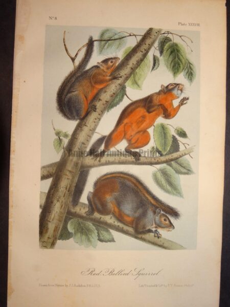 Red Bellied Squirrel. Lockwood edition, original antique lithograph, c.1870, John James Audubon, North American animal.