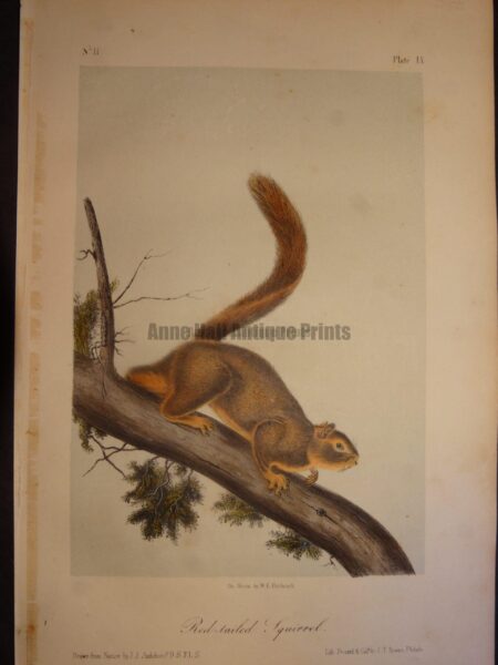 Red Tailed Squirrel. Lockwood edition, original antique lithograph, c.1870, John James Audubon, North American animal.