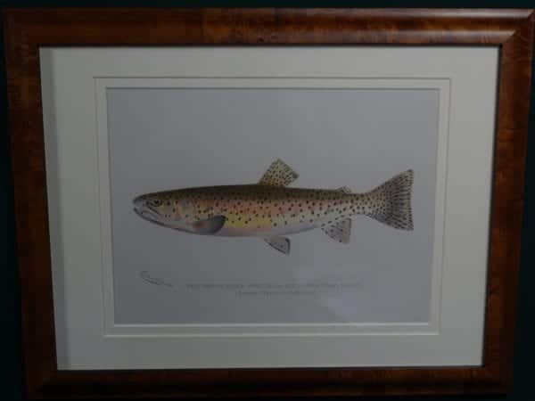 Original antique lithograph, Red Throat Black Spotted by Sherman Denton Framed  $285., with free US shipping