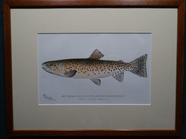 Red Throat Black Spotted or Rocky Mountain Trout by Denton Framed $165. with free US shipping