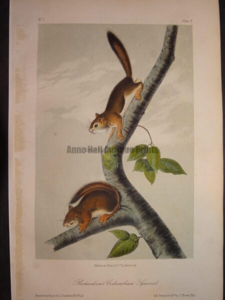 Richardsons Columbian Squirrel. Lockwood edition, original antique lithograph, c.1870, John James Audubon, North American animal.