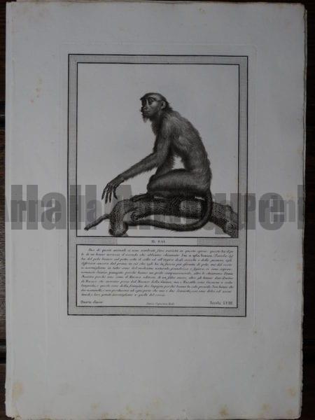 Rare Italian Black and White copper plate engraving, Sai by Jacobs. 1810.