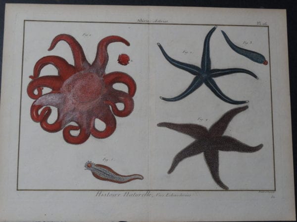 Star Fish published Paris 1790-1810, a lovely hand colored engraving.