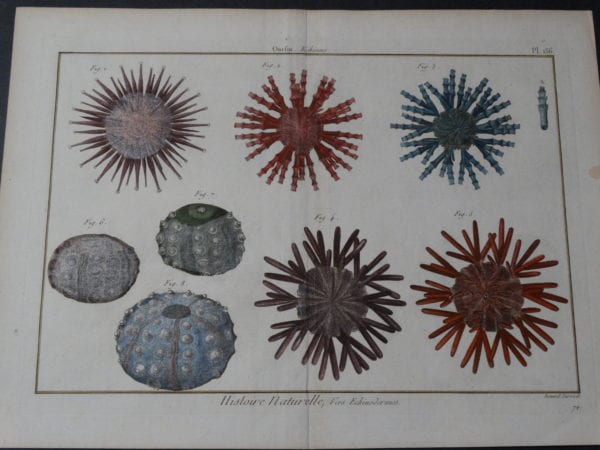 Sea Urchins Echinus Plate 136 $325.date 1790-1810 hand colored copperplate engraving