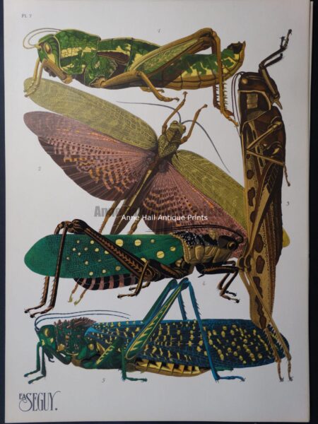 Seguy Pochoir Insectes Plate 7