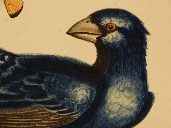 Dr. Seligmann Engravings of song birds, published with George Edwards birds. This is a blue grosbeak.