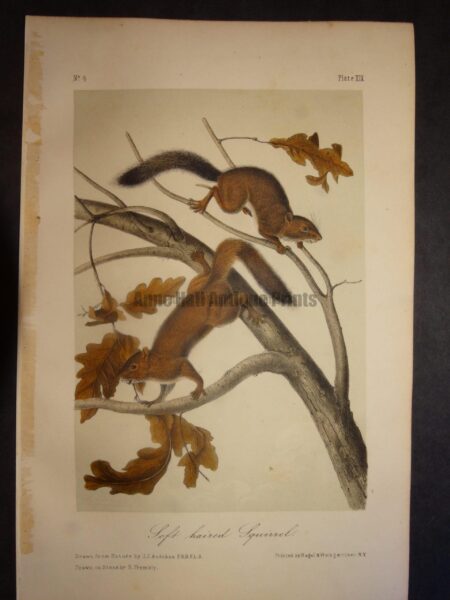 Soft Haired Squirrel. Lockwood edition, original antique lithograph, c.1870, John James Audubon, North American animal.