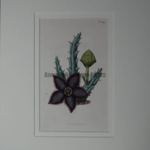 Stapelieae or Stapellia by Curtis #1839