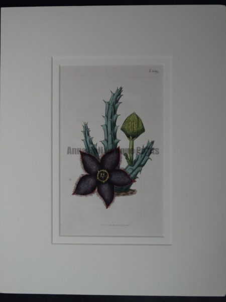 Stapelieae or Stapellia by Curtis #1839