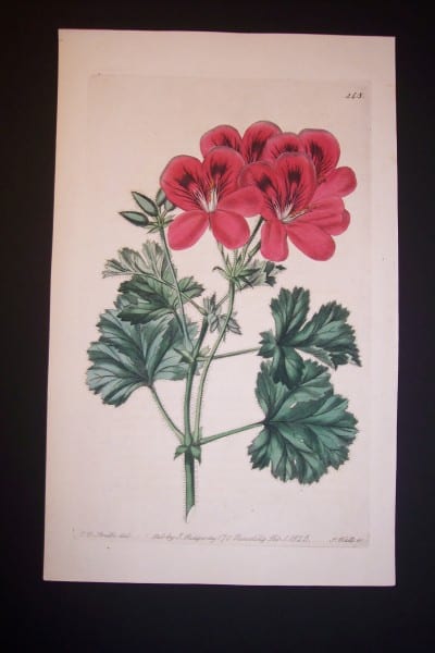 robert sweet geranium engraving from 1820's plate 248