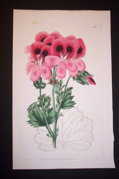 Fantastic watercolor engraving of geranium from the 1820's