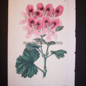 Sweet Geranium Print from the 1820's plate 340