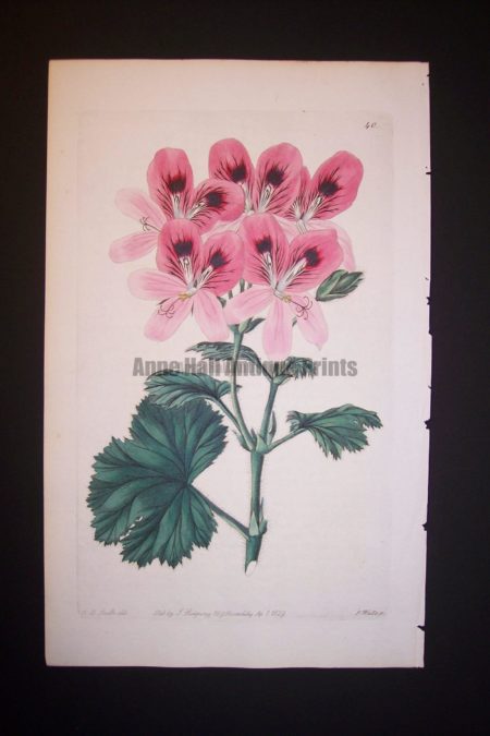 Sweet Geranium Print from the 1820's plate 340