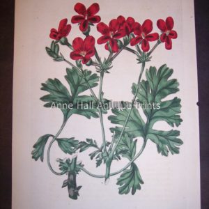 Sweet Geranium or Pelargonium hand colored engraving