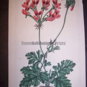 Sweet Geranium or Pelargonium hand colored engraving